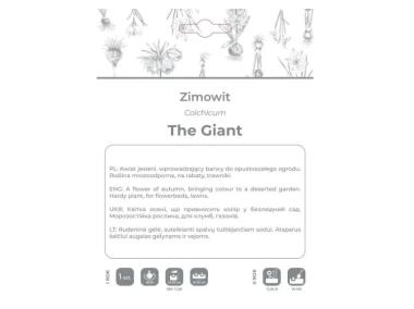 Zdjęcie: Zimowit The Giant lilaróżowy 1 sztuka W.LEGUTKO