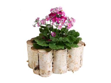 Zdjęcie: Skrzynka z brzozy z folią 26x18x12 cm prostokątna TIN TOURS