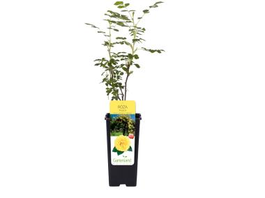 Zdjęcie: Róża pnąca w doniczce C2 żółta GARTENLAND