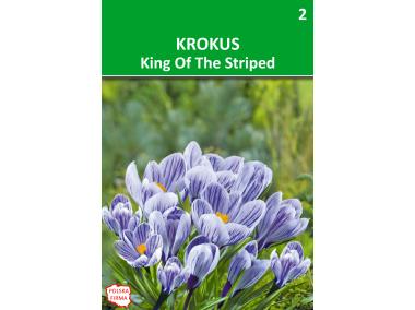 Zdjęcie: Krokus Vernus niebieski paskowany W.LEGUTKO