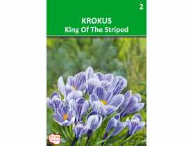 Krokus Vernus niebieski paskowany W.LEGUTKO