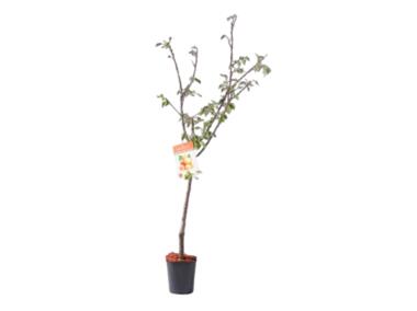 Zdjęcie: Morela 160-170 cm - 5 L GARTENLAND