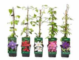 Powojnik wielkokwiatowy P9 CLEMATIS