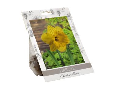 Zdjęcie: Narcyz Dutch Master W.LEGUTKO