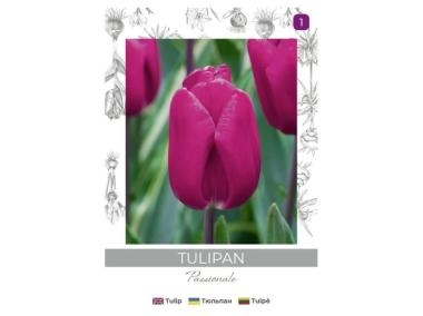 Zdjęcie: Tulipan Passionale purpurowy 4 sztuki W.LEGUTKO