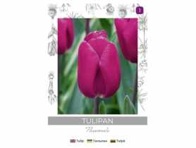 Tulipan Passionale purpurowy 4 sztuki W.LEGUTKO