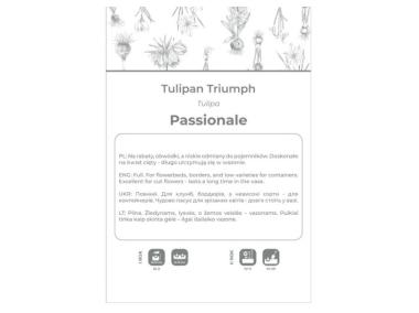 Zdjęcie: Tulipan Passionale purpurowy 4 sztuki W.LEGUTKO