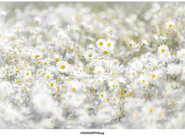 Zdjęcie: Fototapeta Daisies VENA