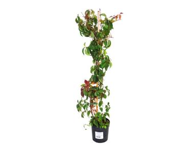 Zdjęcie: Winobluszcz pięciolistkowy 80-100 cm ŁAZUCCY
