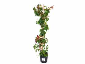 Winobluszcz pięciolistkowy 80-100 cm ŁAZUCCY