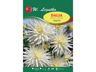 Zdjęcie: Dalia ogrodowa Angora seria tradycyjna W.LEGUTKO