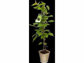 Roślina Aktinidia pstrolistna sadzonka CLEMATIS