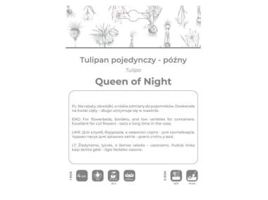 Zdjęcie: Tulipan Queen of Night bordowy 4 sztuki W.LEGUTKO