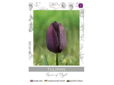 Zdjęcie: Tulipan Queen of Night bordowy 4 sztuki W.LEGUTKO