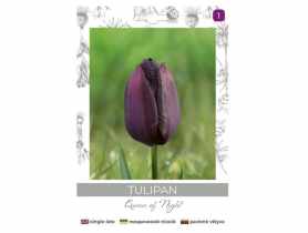 Tulipan Queen of Night bordowy 4 sztuki W.LEGUTKO