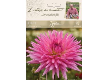 Zdjęcie: Dalia ogrodowa Izyda kolekcja dalii W.LEGUTKO