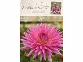 Dalia ogrodowa Izyda kolekcja dalii W.LEGUTKO