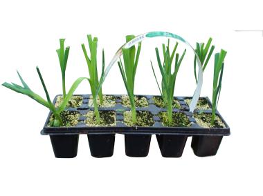 Zdjęcie: Sadzonki pora 10 szt. 4 FLOWER