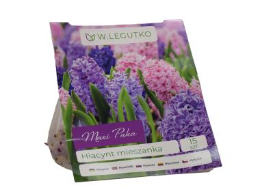 Zdjęcie: Hiacynt mieszanka Maxi Paka W.LEGUTKO