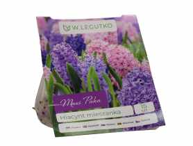 Hiacynt mieszanka Maxi Paka W.LEGUTKO