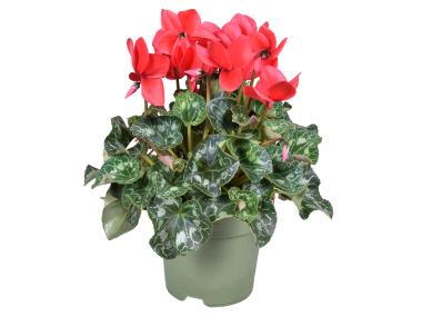 Zdjęcie: Kwiat doniczkowy Cyclamen KAMA