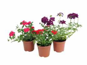 Werbena 4FLOWER