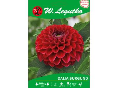 Zdjęcie: Dalia ogrodowa Burgund seria tradycyjna W.LEGUTKO