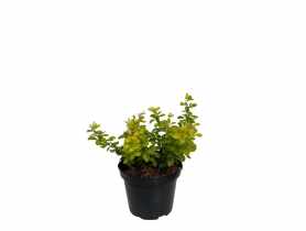 Berberys Thunberga Bonanza Gold ŁAZUCCY