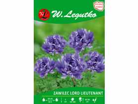 Zawilec Lord Lieutenant seria tradycyjna W.LEGUTKO