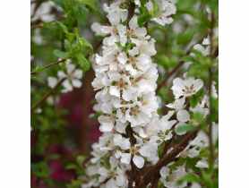 Wiśnia kosmata-karłowa C2 CLEMATIS