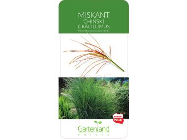 Zdjęcie: Trawa różowa GARTENLAND