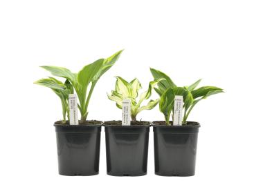 Zdjęcie: Funkia GARTENLAND
