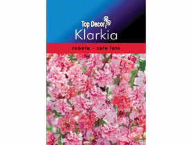 Klarkia, Dzierotka TOP DECOR