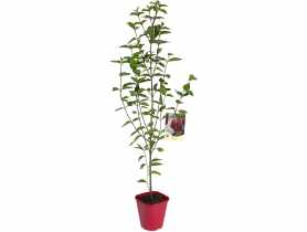 Dereń jadalny C2 CLEMATIS