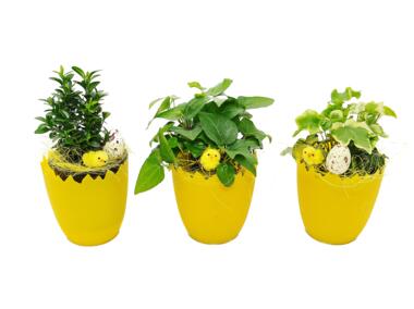 Zdjęcie: Hedera i bukszpan mix 9 cm GMF