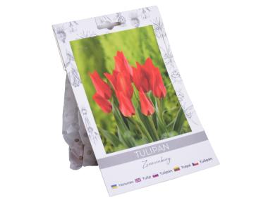 Zdjęcie: Tulipan Praest. Zwanenburg W.LEGUTKO