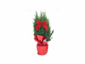 Cyprysik Ellwoodi 25-30 cm CYGANEK