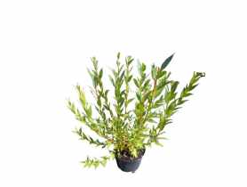 Wierzba Flame salix ŁAZUCCY