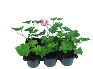Zdjęcie: Pelargonia Peltatum 6-pak 4FLOWER