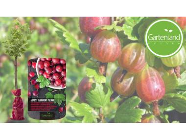 Zdjęcie: Krzew owocowy Agrest czerwony na pniu GARTENLAND