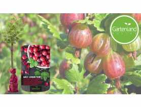 Krzew owocowy Agrest czerwony na pniu GARTENLAND