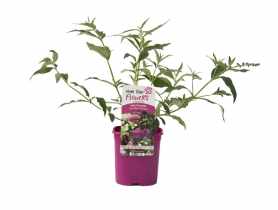 Budleja C2 CLEMATIS
