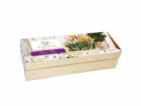 Cebulki kwiatowe Tulipan mix W.LEGUTKO