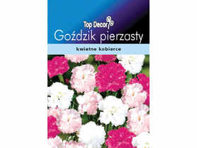 Goździk pierzasty TOP DECOR