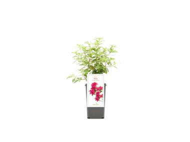 Zdjęcie: Krzew ozdobny Rododendron Azalia japońska Arabesk GARTENLAND