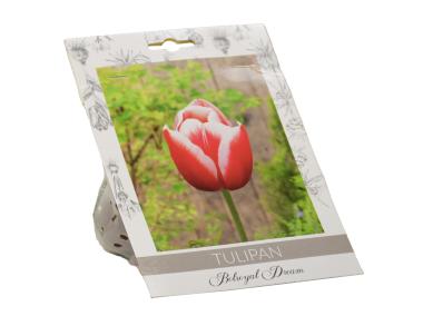 Zdjęcie: Tulipan Bolroyal Dream W.LEGUTKO