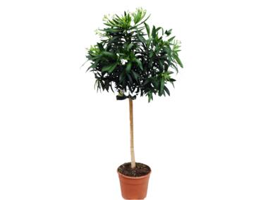 Zdjęcie: Oleander na pniu mix kolorów 4FLOWER