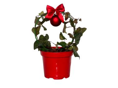 Zdjęcie: Bluszcz pospolity Hedera helix ŁAZUCCY