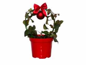 Bluszcz pospolity Hedera helix ŁAZUCCY