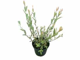 Wierzba całolistna Salix integra Hakuro-nishiki ŁAZUCCY